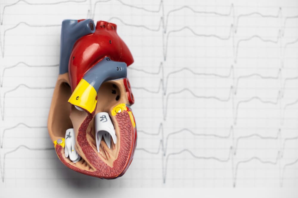 How Serious Is Left Ventricular Hypertrophy?
